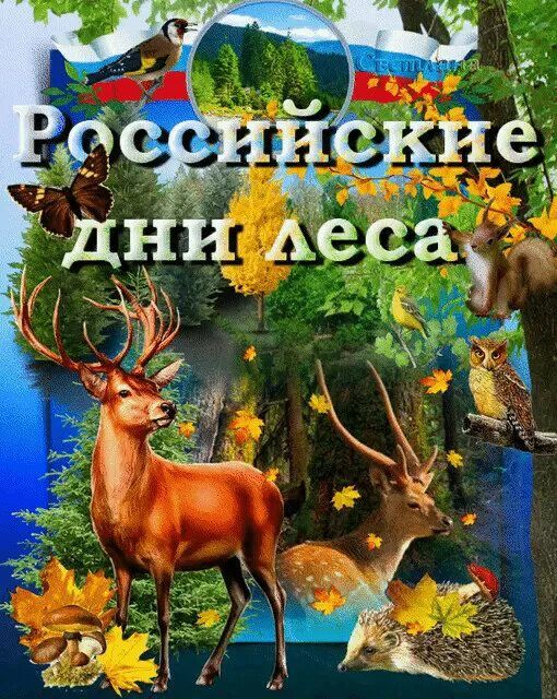 15 сентября - Российские дни леса