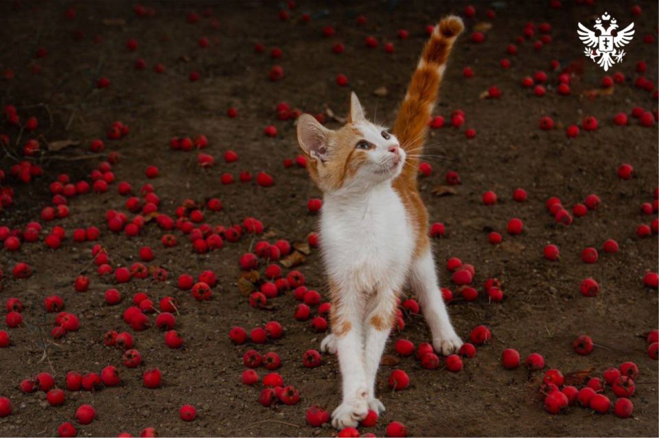 � ���������� ������� ��������� ������������ ��������-���