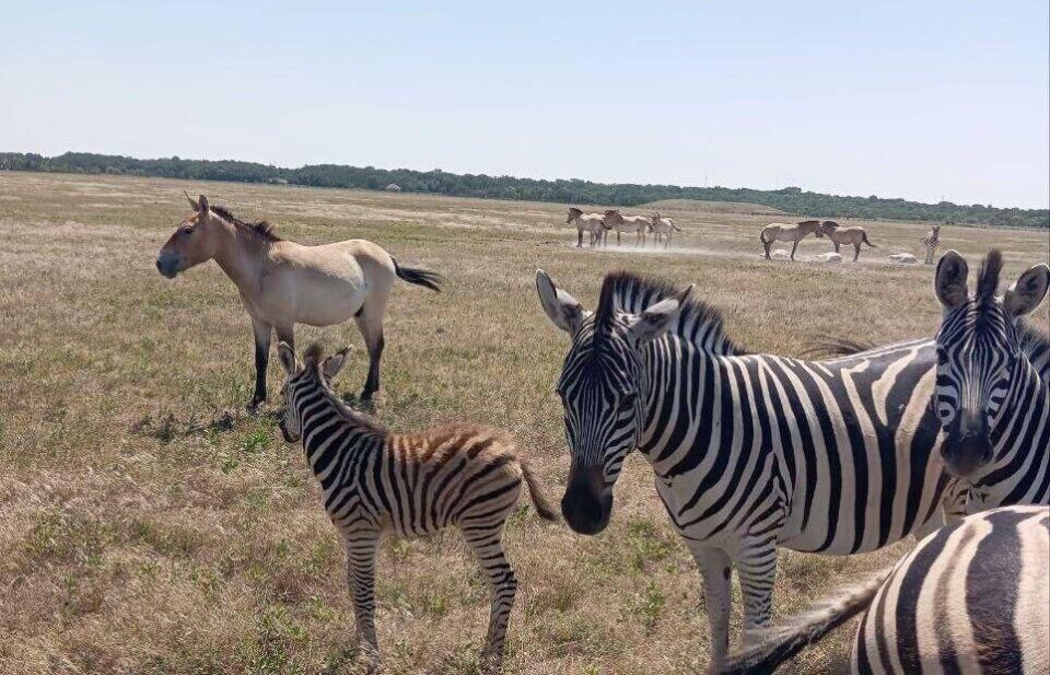 � ����������� "�������-����" ������� ������� �����