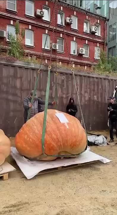 ����� ������ ������ �� ���� ����� �������� 969 ��