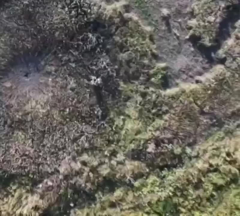 �������� �� ���������.. ��������-����� ���������� �������