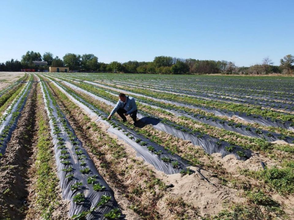 В Новой Каховке оценили перспективы урожая ягодных культур на 2026 год