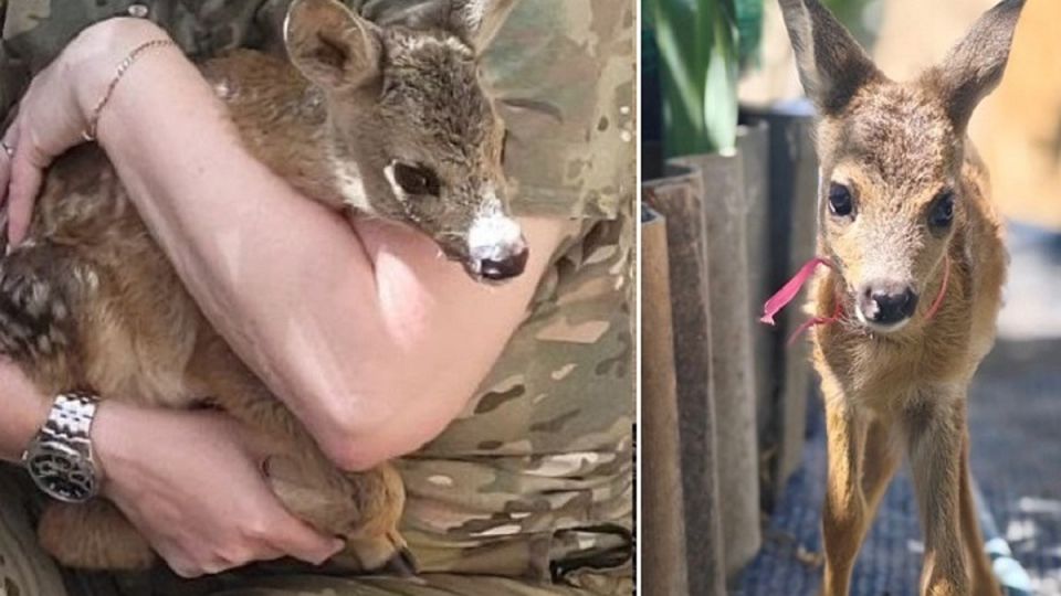 Мама погибла в Херсонской области: спасенному военными олененку нашли новый дом в Севастополе