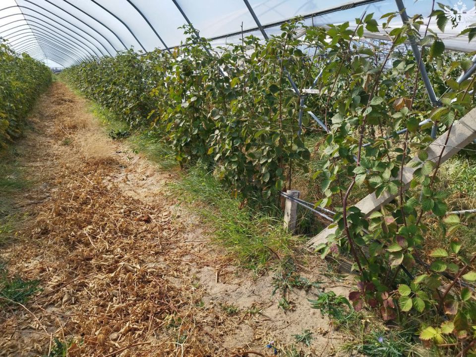 В Новой Каховке оценили перспективы урожая ягодных культур на 2026 год