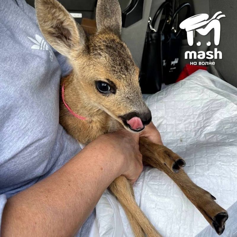 ���� ������� ������ ���������� ����� � ���������� �������, � ������ �� �������� ����������� ���� � �����������