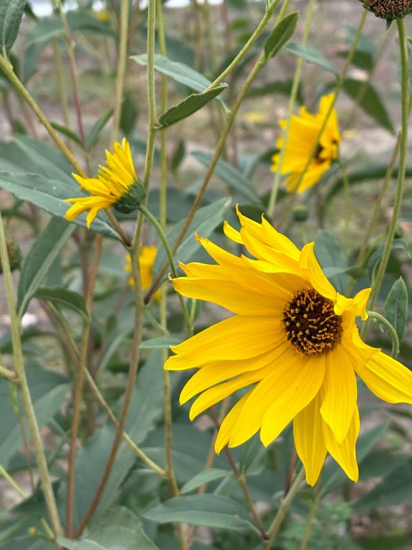 Доброе утро и с Всемирным днём здоровья окружающей среды!
