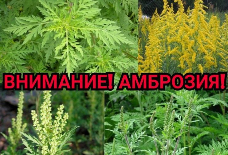 Борьба с амброзией — обязанность каждого
