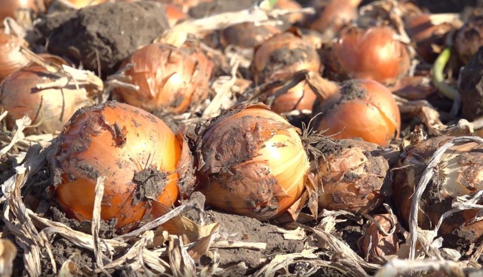 � ���������� ������� �������� ������ ����