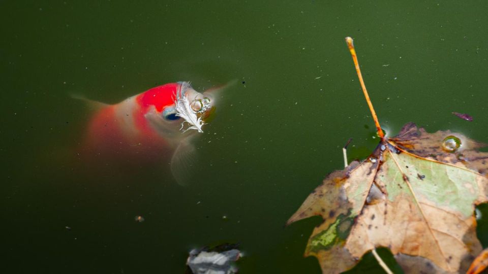 �������� ������: �� �������� ����� ������������ ����� ��� � ������������ ������� ���������� �������� ������� ����������, ������� ��������� � ������������ � �������� ���