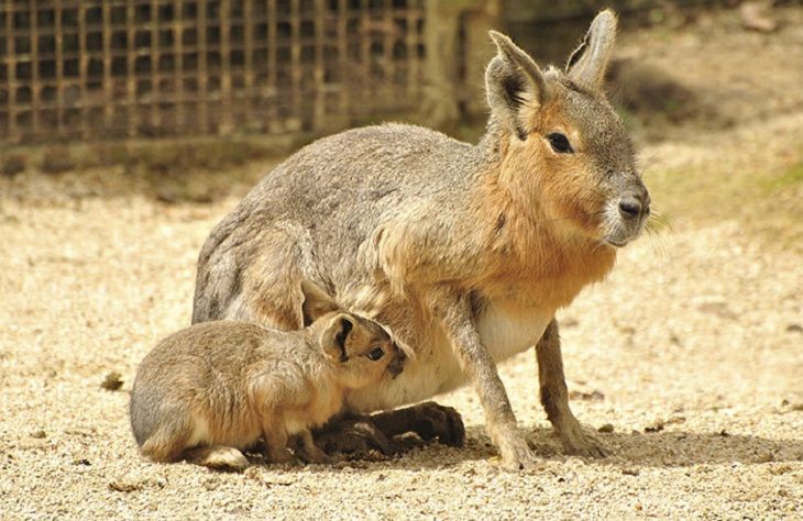 �� ���������� ������������ ����� �� ���������