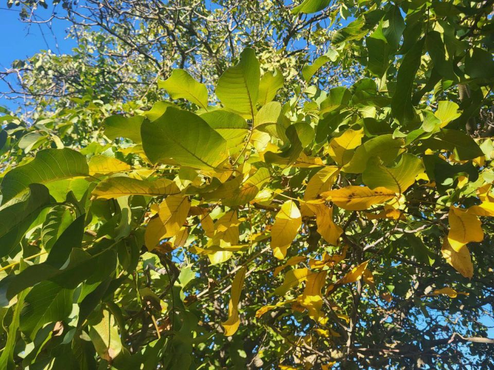 ������� ���������� ������� ���������