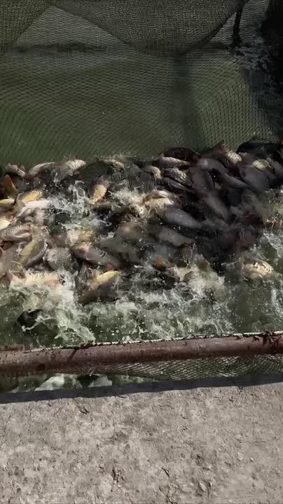 ���-��� � ��������� ���� ���������