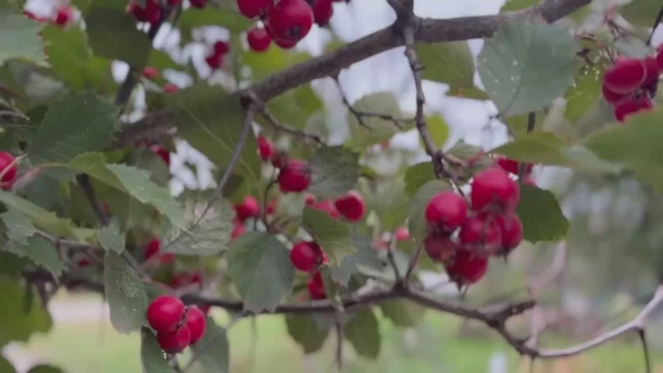 Доброе утро, дорогие жители!