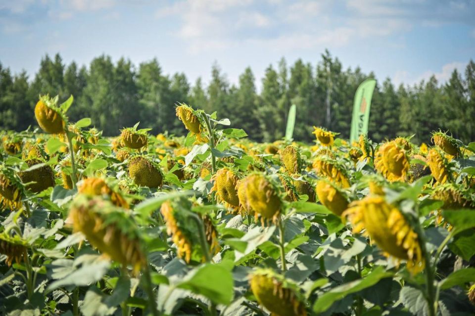 � ���������� ������� ������������ ��������� ��������