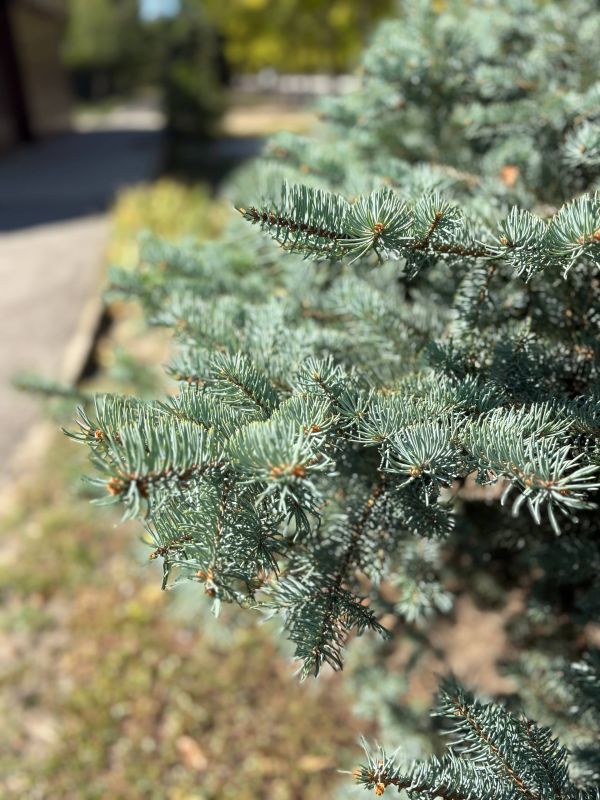 Доброе утро... Воскресное, солнечное, неспешное