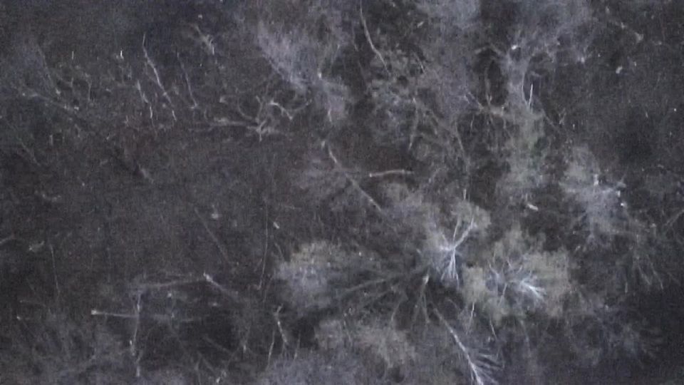 ��� ����� �������� ����������