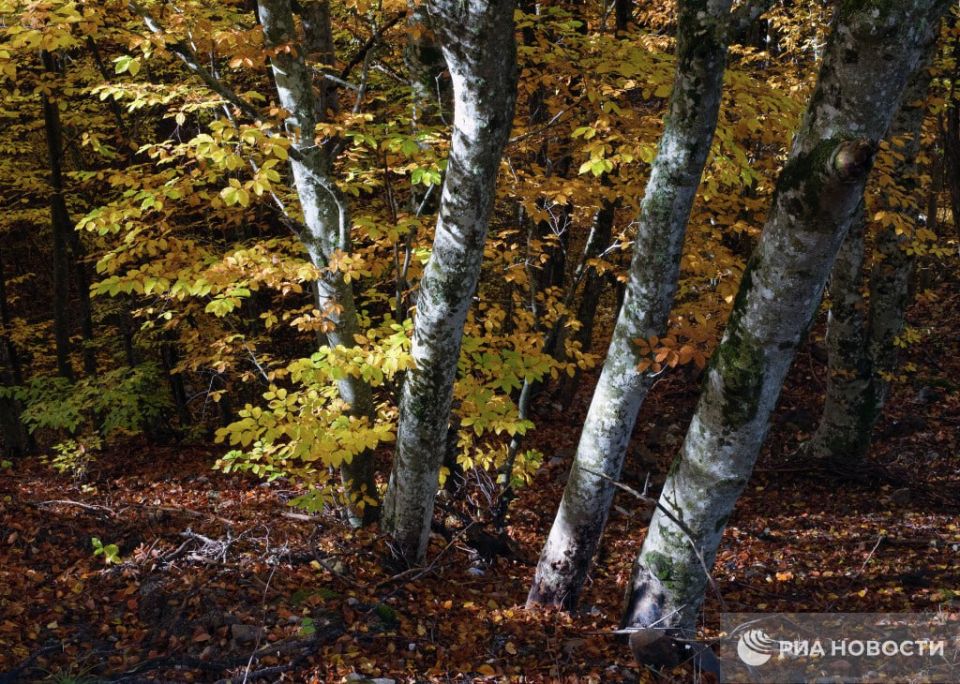 ������ �� ����� ����������� ������