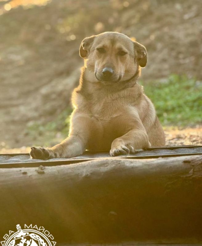 �������� ������ �� ���. @Russia_news07