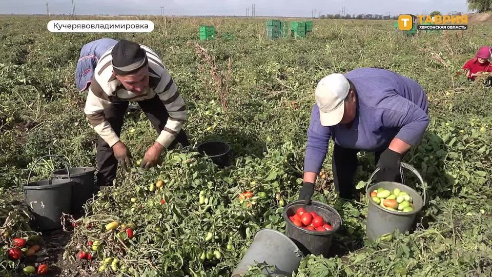 Уборка томатов началась в хозяйствах Чаплинского округа