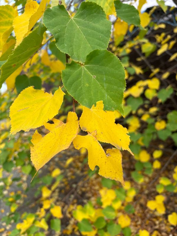 Доброе утро, дорогие жители!