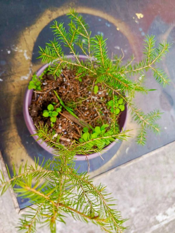 ��������� � ����������� ���� ��������