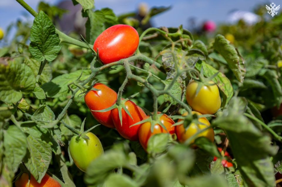 В Чаплинском округе приступили к уборке томатов