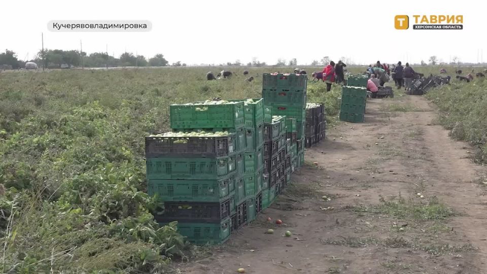 В фермерских хозяйствах Чаплинского округа началась уборка томатов