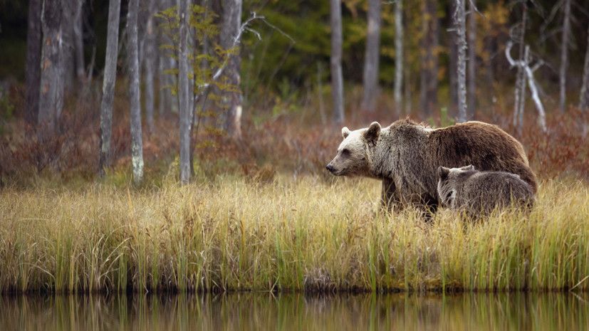 ������� �� ��������� ������: ��������� � ����� ���������� ����� ��������� �����