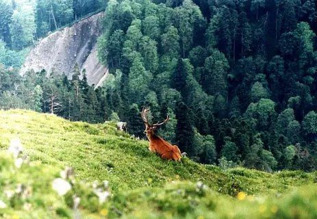 Сегодня — День работников заповедников и национальных парков!