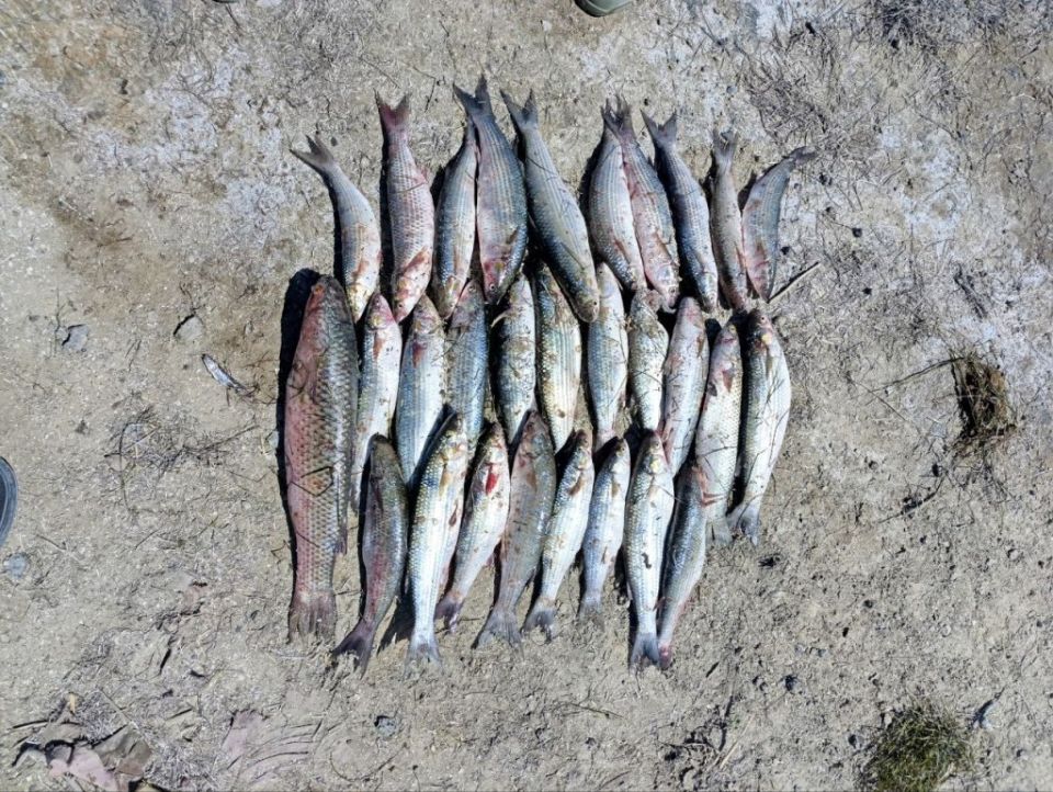 � ���������� ������� ������� �������� ���� ���������� ������ ������ �����������