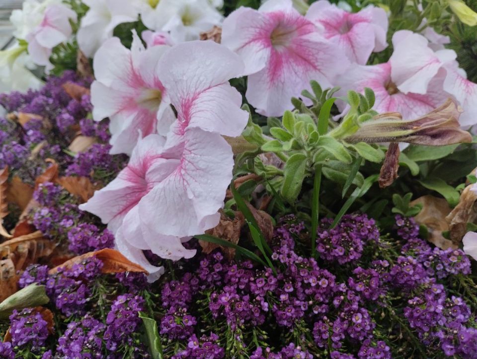 ������ ����, ��������� �����!