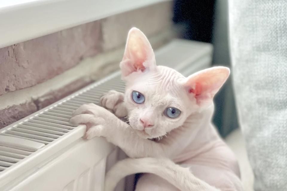 � ���������� ������� ������ ��������� ����� � ��������, ����� � ������� ����