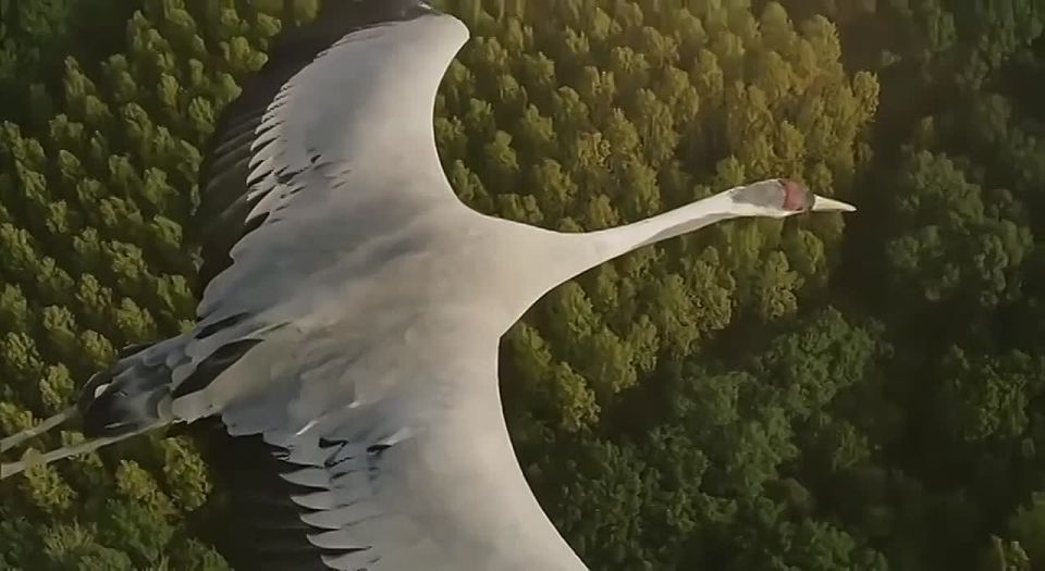 Белые журавли памяти. Сегодня в России отмечается День белых журавлей – праздник поэзии, светлой памяти о павших на полях сражений и вечного призыва к миру