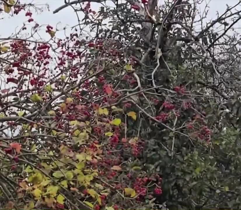 ���� "������" �� ������� ����������� �������������� ���������� � �.�. ��������-��������� ������������ �������