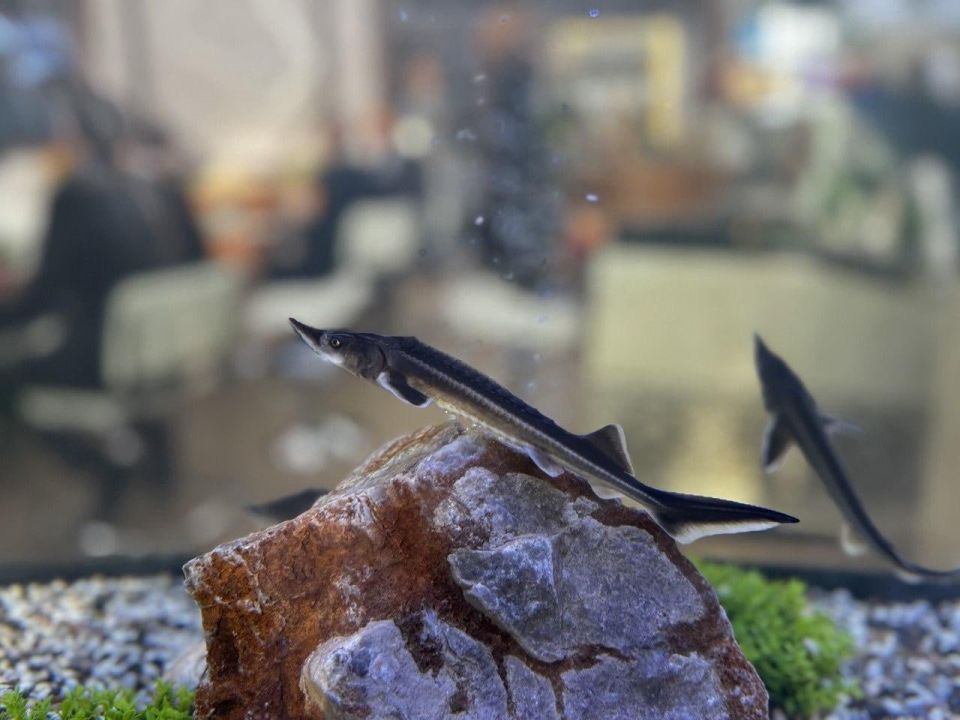 ��������� ���������� ������� ��������� ������� � ������������� ���������������� ������