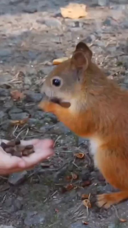 ������ ������ ��� ��������