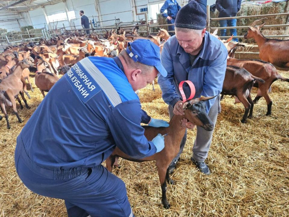 Более 3 тыс. единиц домашнего скота и птицы вакцинировали кубанские ветеринары в Новотроицком округе