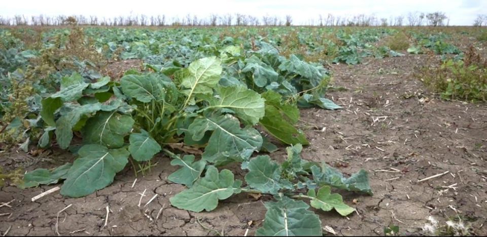 Эксперимент по выращиванию рапса при дефиците влаги провели в Нижних Серогозах