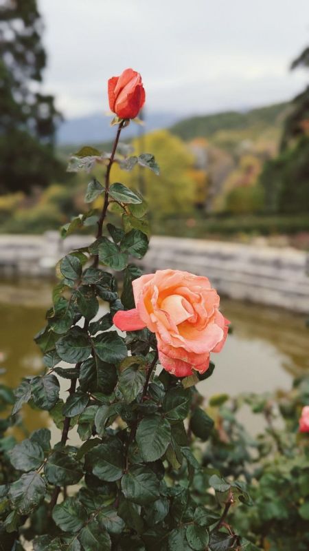 �������������� ������ �������� � ����� ����������� ������ ����� �������� XIII