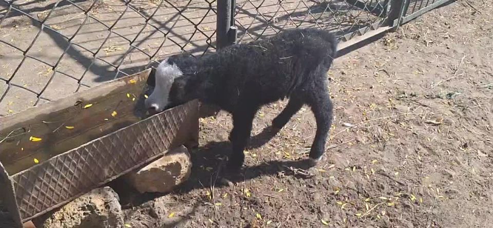 ���������� � ��������-����: ������������ �� ������� ��� �������