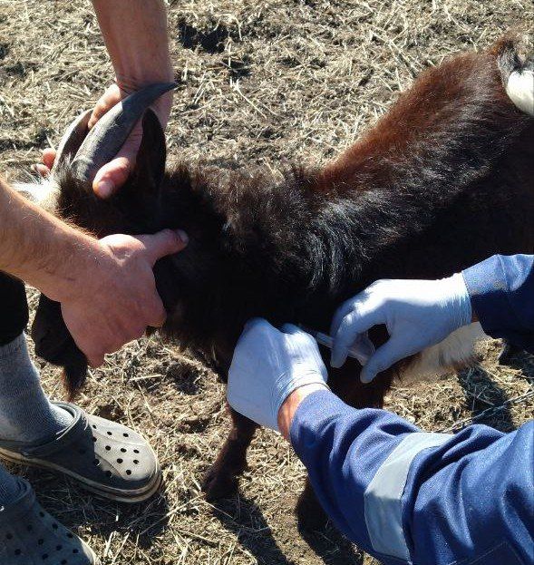 В Великолепетихском муниципальном округе прошли противоэпизоотические мероприятия по ликвидации вспышки бешенства