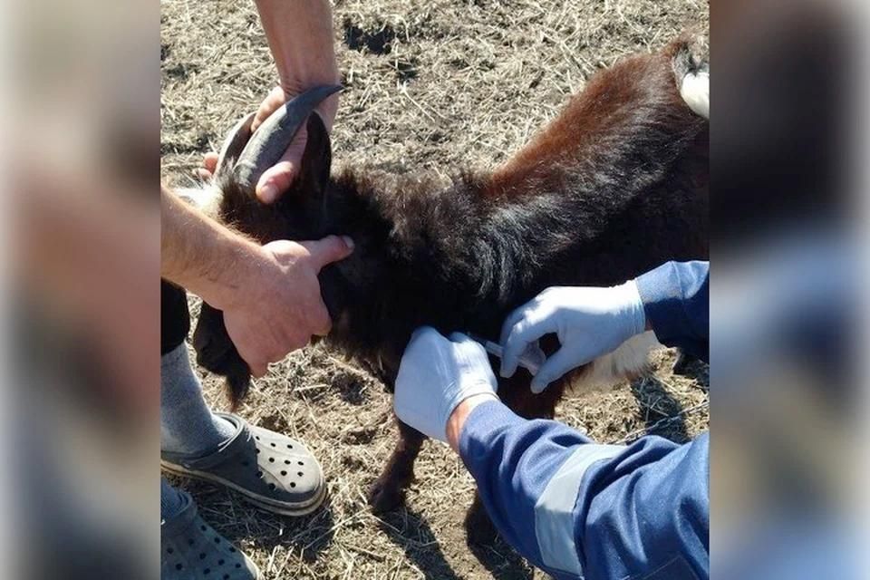В Великолепетихском округе остановлено распространение бешенства