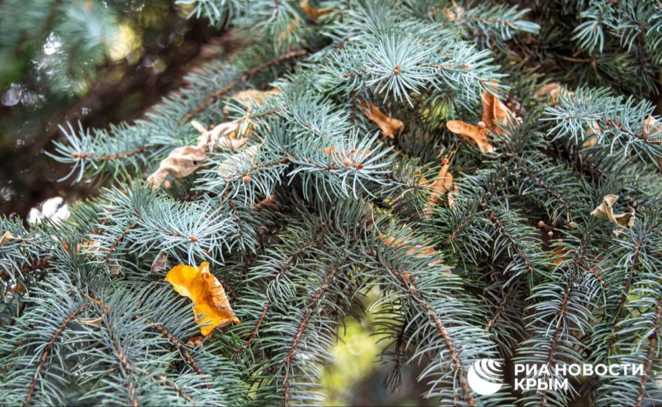 Погода на новых территориях России