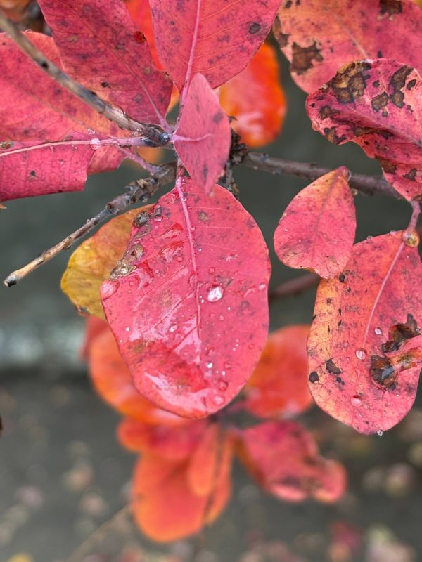Доброе утро, друзья!. В этот день, 29 октября 1952 года, была заложена основа одной из ключевых служб безопасности нашей страны