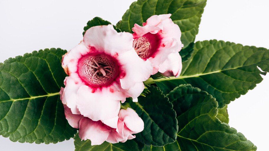 ������� ��������. ������� ������ ����� ������������� ��������� ��������