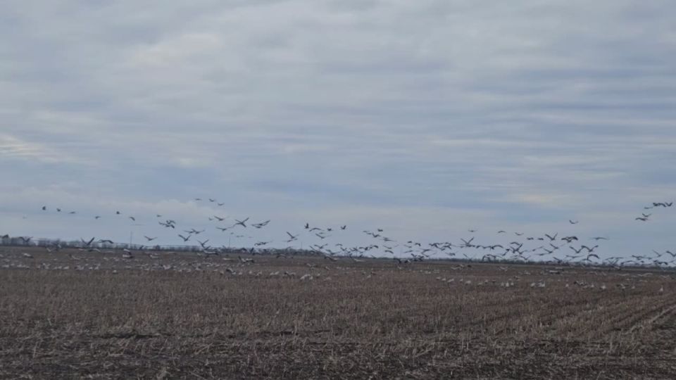 Павел Тропкин: Вот такое количество журавлей можно наблюдать на Каховских полях