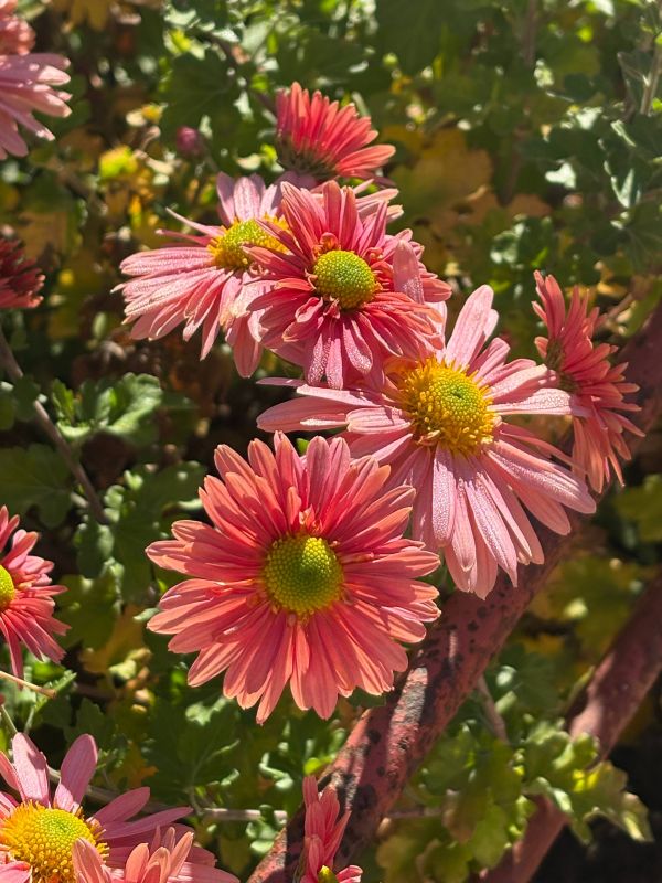 Доброе утро, друзья!. Помимо чашки горячего кофе, утро дарит нам повод вспомнить о тех, кто общается с миром на особом, беззвучном языке