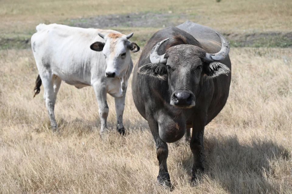 �������-���� � ���������� ������� ���������