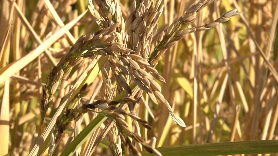 � ���������� ������� ������� �������� ���� � ������ �������