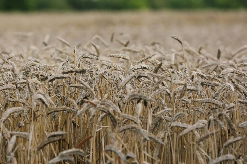 � ���������� ������� ������������ ������ ���